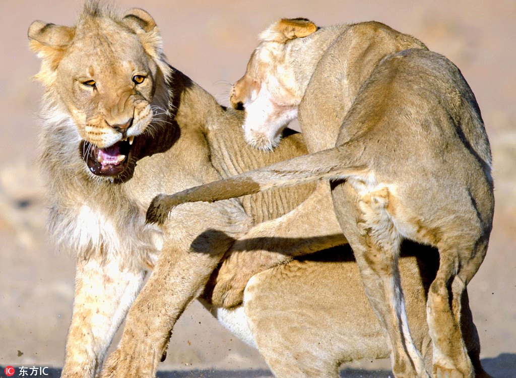 《真三国无双8》公布包括貂蝉甄姬等9人日常服造型-kycom(图2) 《真三国无双8》公布包括貂蝉甄姬等9人日常服造型-kycom(图2)