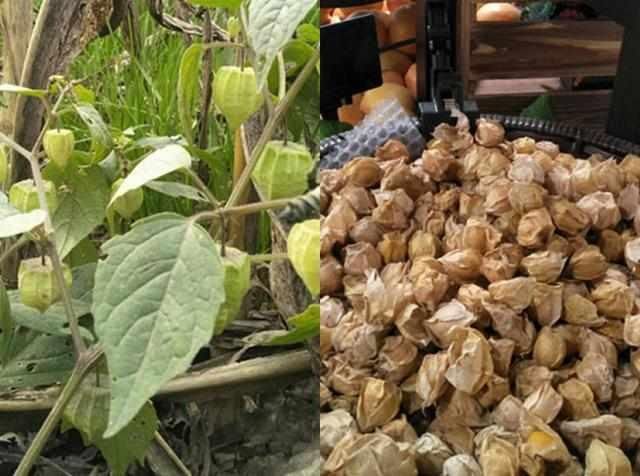 【kycom】首轮就输 巴萨球迷怒了:巴尔韦德下课!签回内马尔!(图2) 【kycom】首轮就输 巴萨球迷怒了:巴尔韦德下课!签回内马尔!(图2)