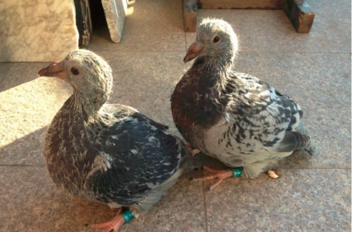 ky.com:看门狗出最新DLC《允许访问》 加入全新游戏内容(图1) ky.com:看门狗出最新DLC《允许访问》 加入全新游戏内容(图1)