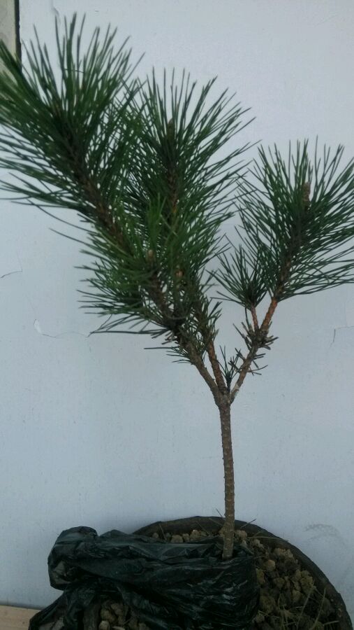 ky.com_
著名的足球强国相克关系！(图3)