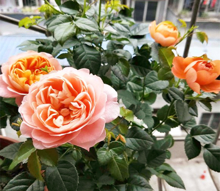 【ky.com】宫颈息肉 诊治 如何手术(图2)