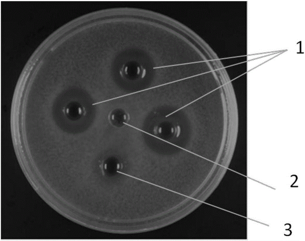 ky.com-7问阿根廷:锋线同质化严重 如何激发最强梅西(图1) ky.com-7问阿根廷:锋线同质化严重 如何激发最强梅西(图1)