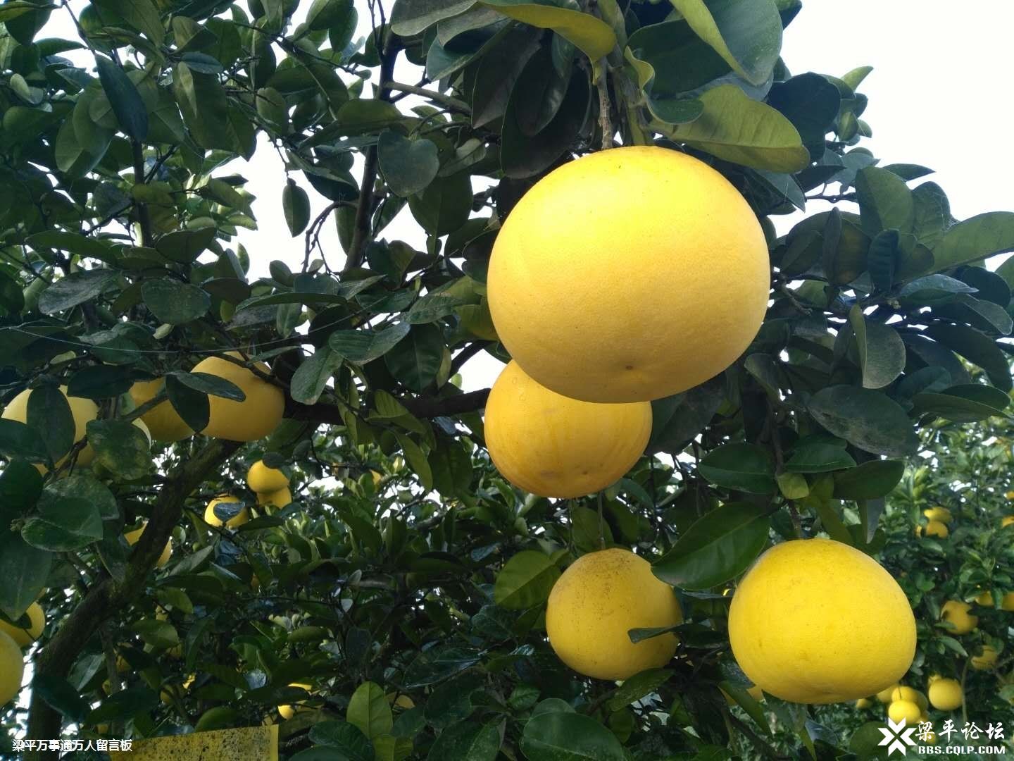 贝巴:贝尔太愚蠢 制造了没必要的争议 做法过分了“ky.com”(图2)