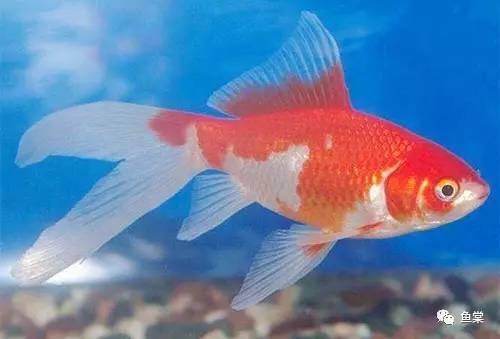 kycom:曝贝尔彻底惹怒皇马!养伤一个月 又要回国家队拼命?(图3) kycom:曝贝尔彻底惹怒皇马!养伤一个月 又要回国家队拼命?(图3)