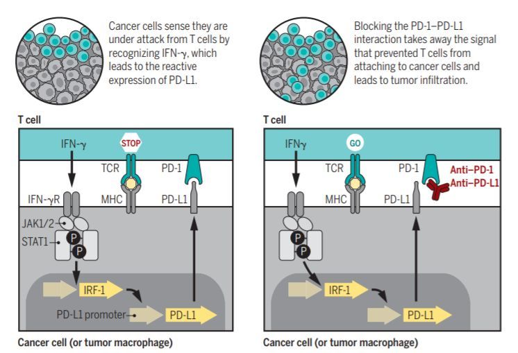 育碧《彩虹六号》巴黎特锦赛赛程安排公布‘ky.com’(图2)