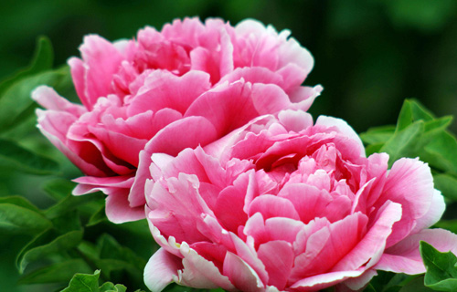 “kycom”V社确定今年不举办steam开发者大会 之后可能也没有(图1) “kycom”V社确定今年不举办steam开发者大会 之后可能也没有(图1)