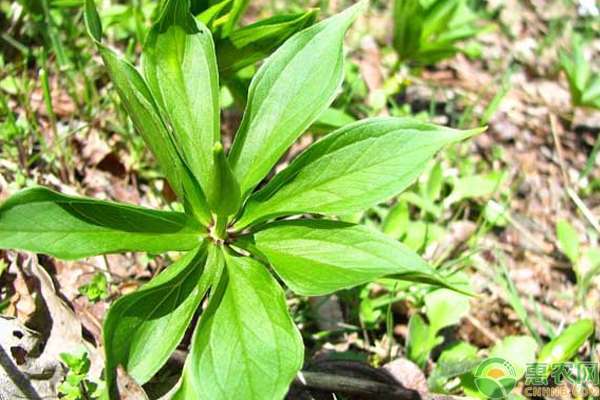 武磊用实力证明自己的签约绝不仅仅是商业操作！-ky.com(图1)