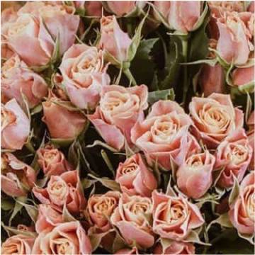 【ky.com】女性更年期要注重的几个保养 女性更年期更要几个表现(图1)