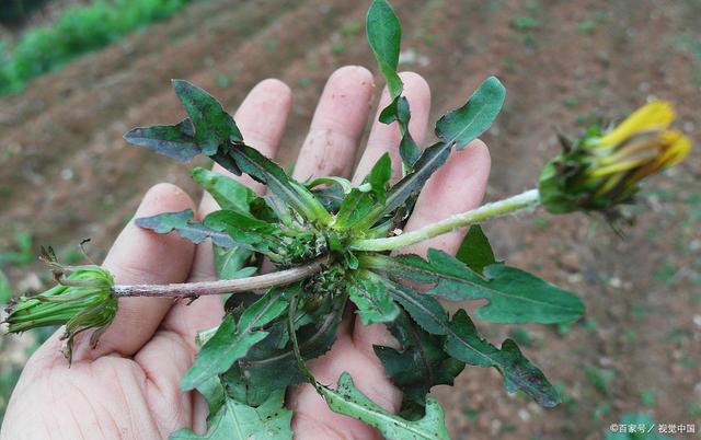 kycom-阿森西奥重伤 皇马疯狂卡位战:久保健英直升一队?(图3)