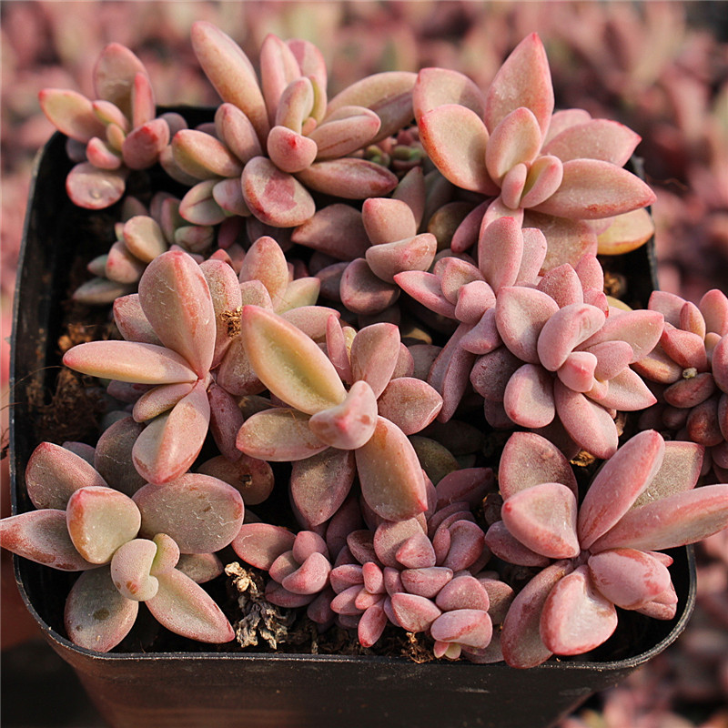 痛经假休息期 吃什么治疗痛经？：kycom(图2)