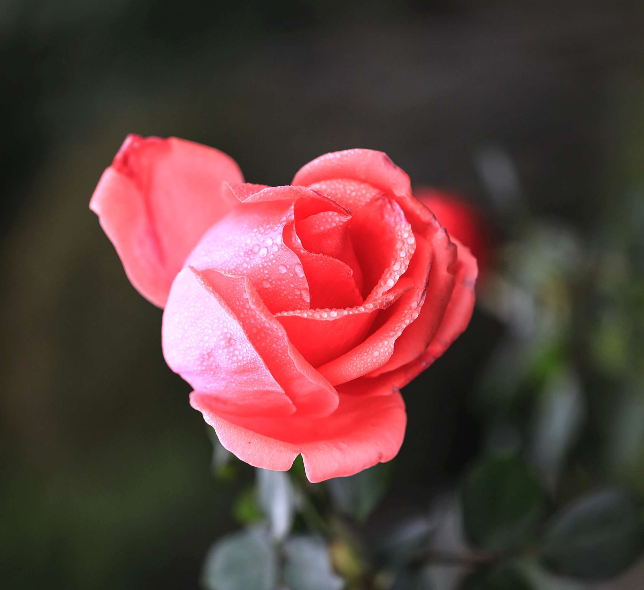 “ky.com”五件特别让女性消耗日常营养的事(图2) “ky.com”五件特别让女性消耗日常营养的事(图2)